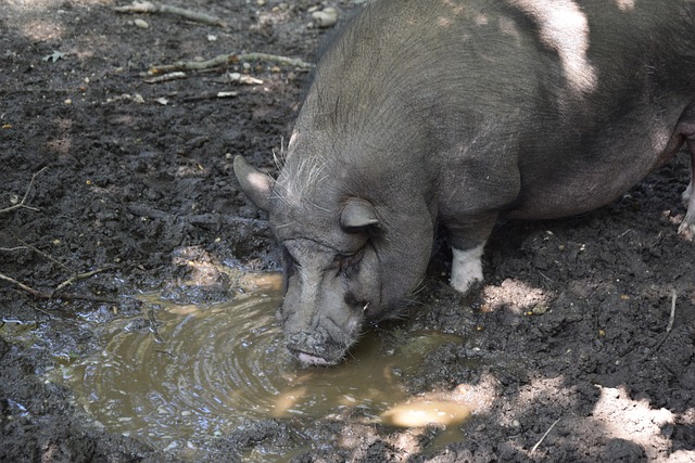 自己制定了 自己制定了